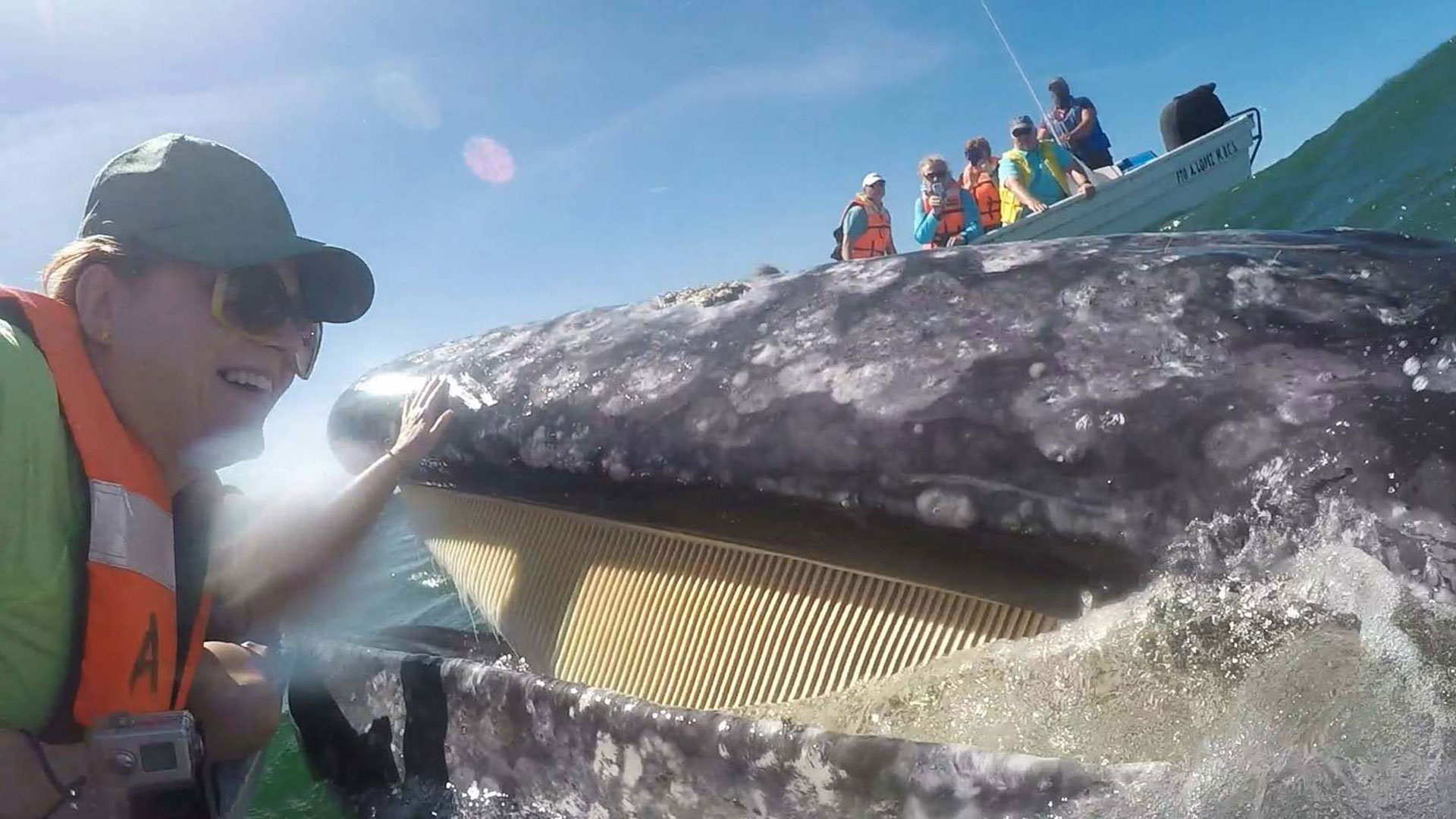 Baja Womens Whales Eco Tour