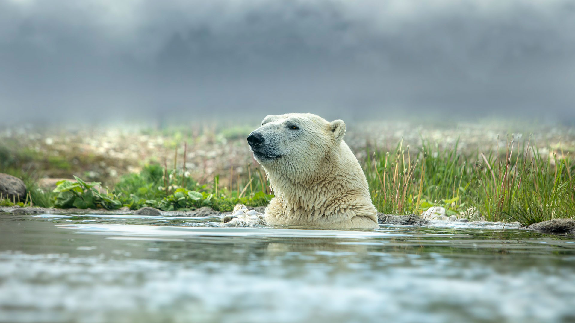 Polar Bears Belugas Womens Tour Canada