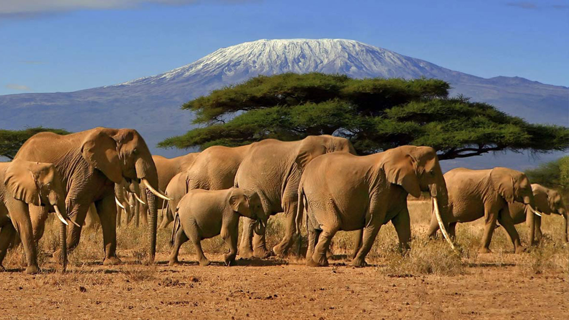 Tanzania Safari Elephants Mt Kilimanjaro Ecotour GreenEdventures