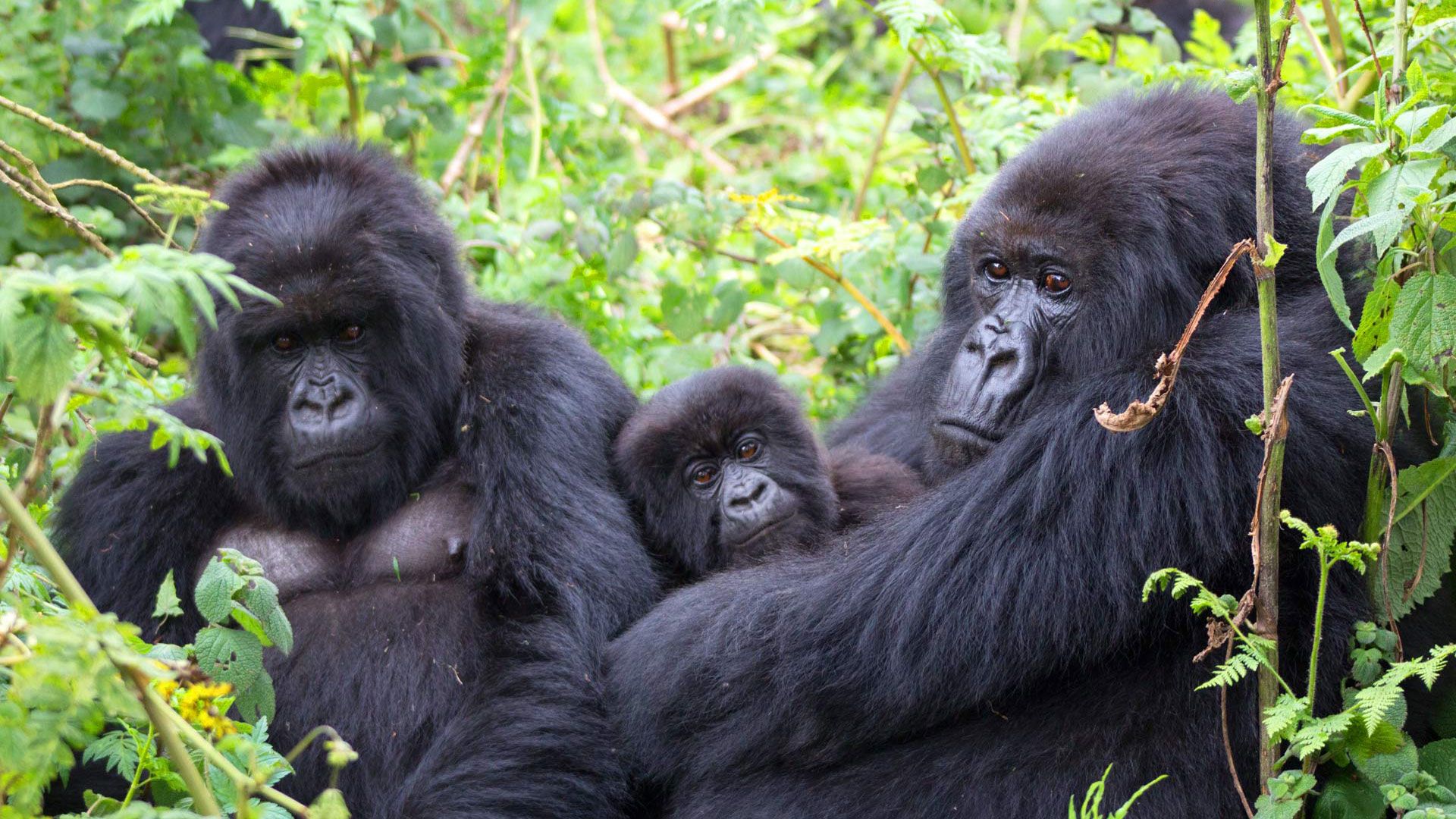 Uganda Africa Gorilla Trekking In Bwindi Forest